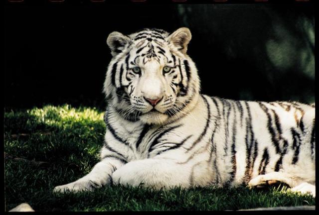 The Mirage - Secret Garden - White Tiger with stripes